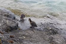 2018-07 Attersee Dixi